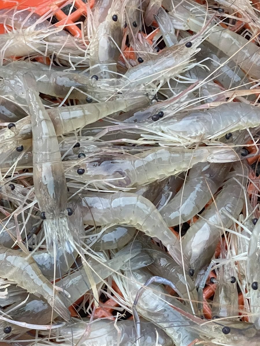 Freshly harvested freshwater prawn