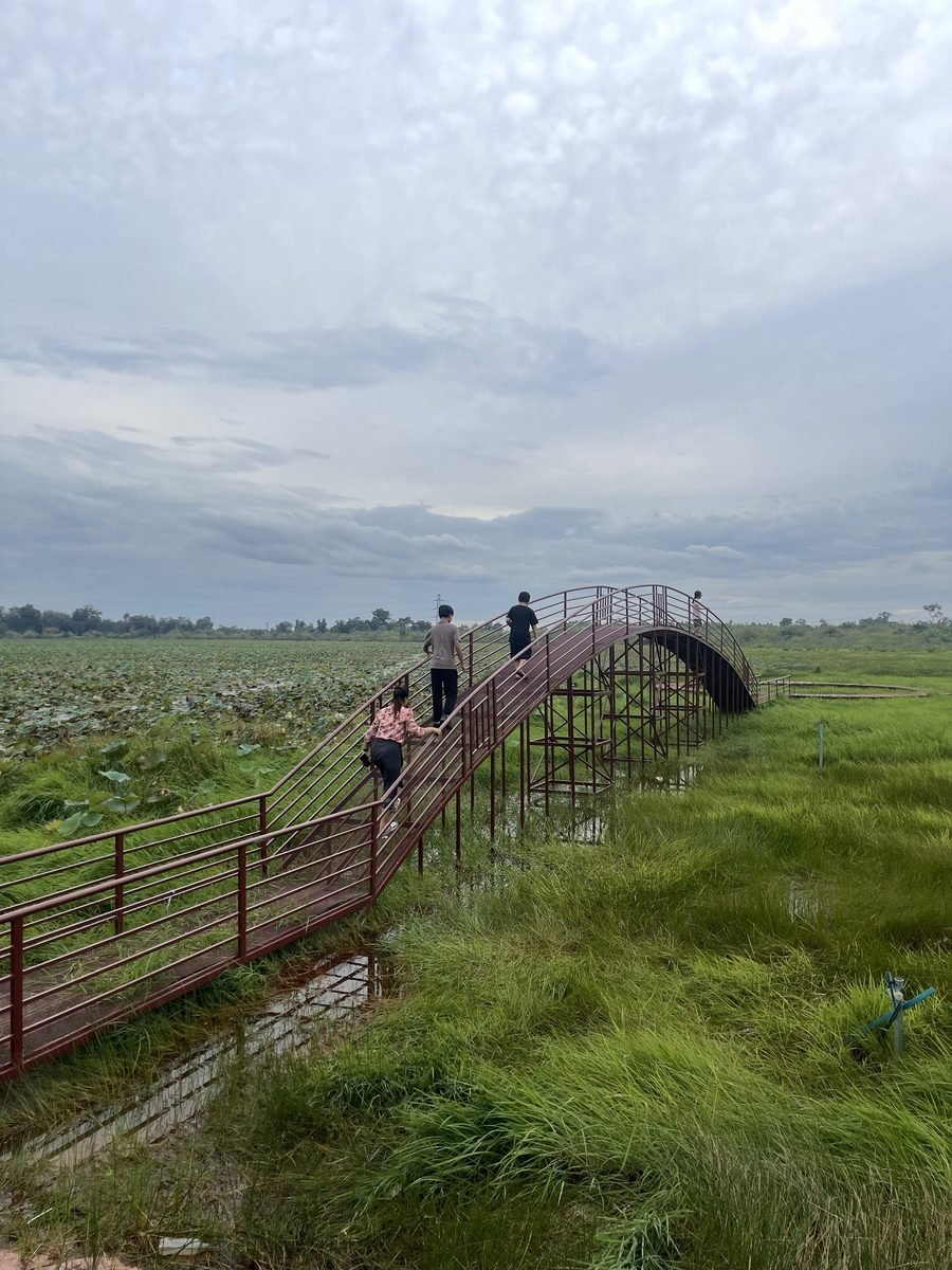 Walkway over the wetland at the project site