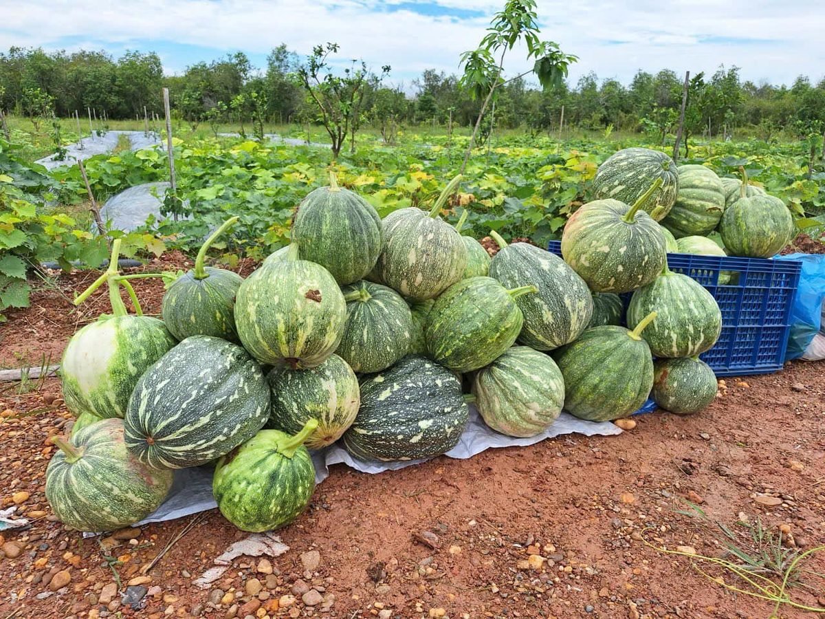 Watermelon harvest at the project